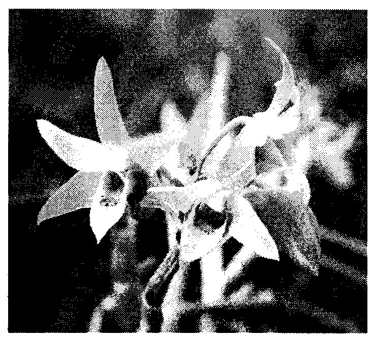 Simple industrial production method for dendrobium candidum