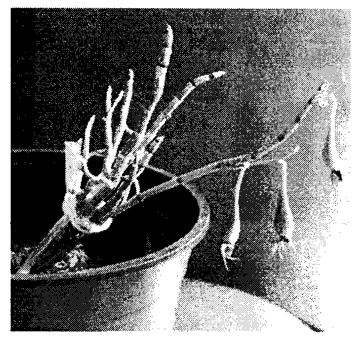 Simple industrial production method for dendrobium candidum