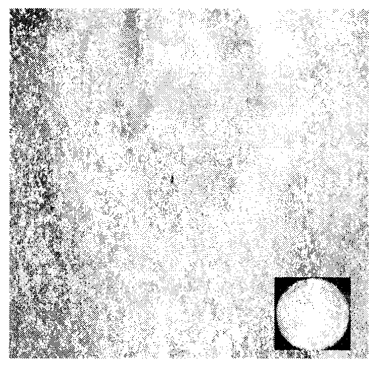 Simple industrial production method for dendrobium candidum