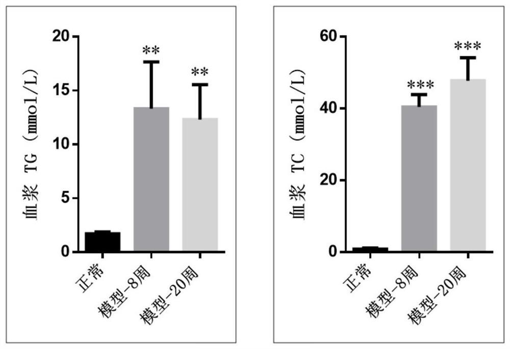 A kind of animal model and construction method of metabolic syndrome in children and adolescents