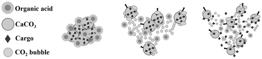 Tissue factor-loaded calcium carbonate particle self-propelled hemostatic dressing