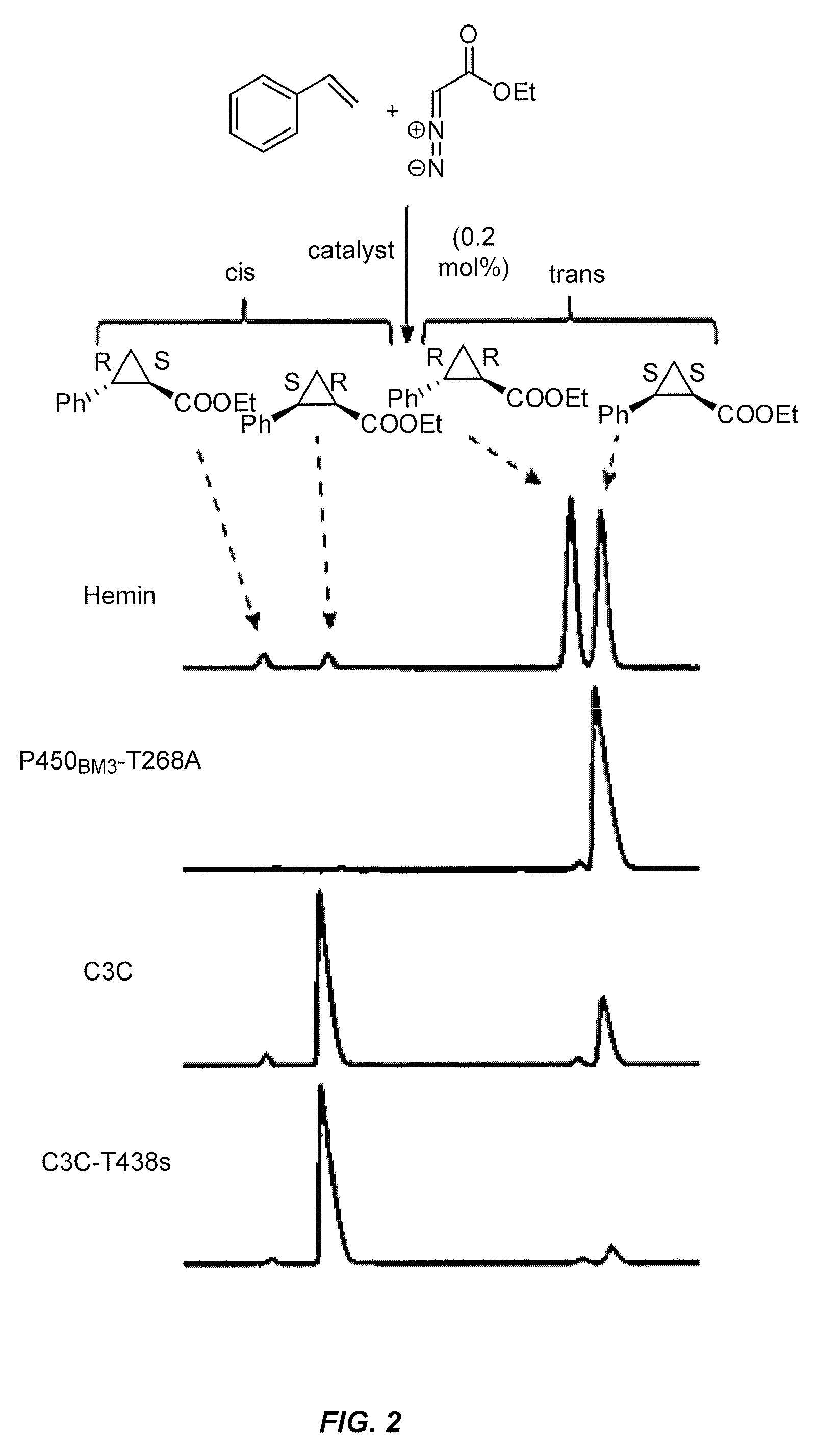 In vivo and in vitro olefin cyclopropanation catalyzed by heme enzymes