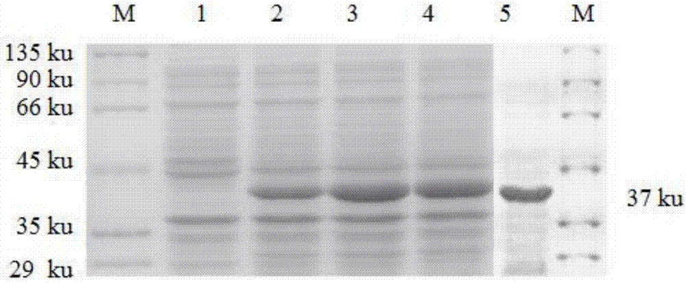 Indirect ELISA (Enzyme-linked Immuno Sorbent Assay) kit for detecting type A haemophilus paragallinarum antibody as well as detection method and application thereof