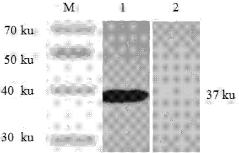 Indirect ELISA (Enzyme-linked Immuno Sorbent Assay) kit for detecting type A haemophilus paragallinarum antibody as well as detection method and application thereof