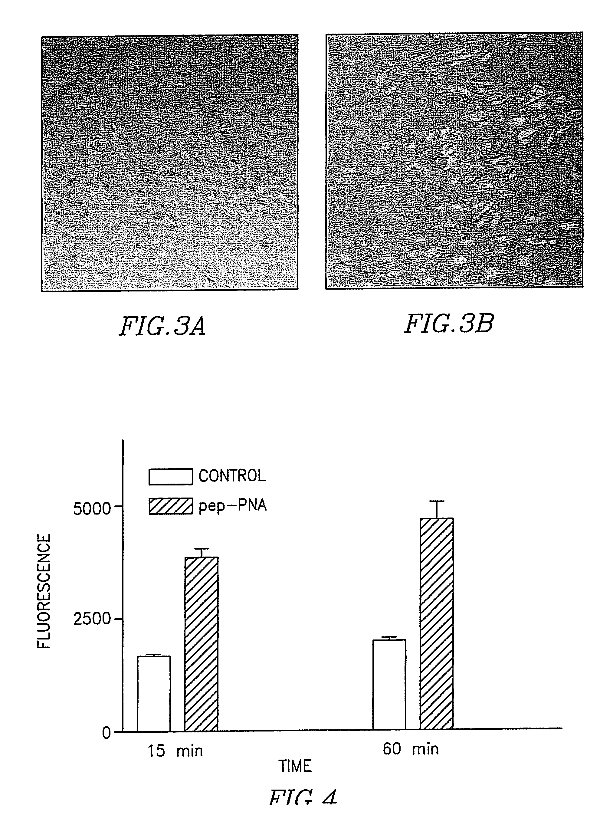 Dual phase - PNA conjugates for the delivery of PNA through the blood brain barrier