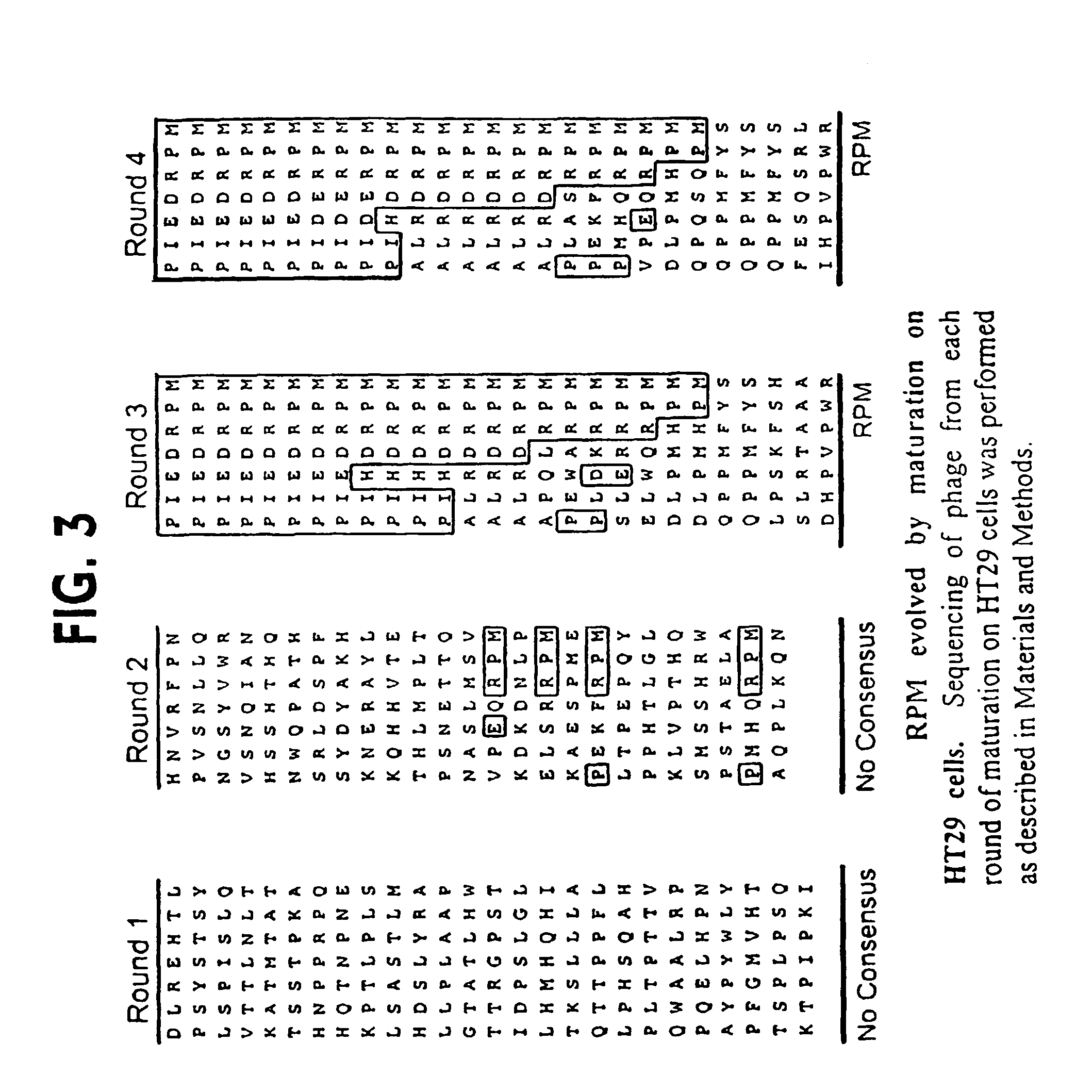 Colon tumor specific binding peptides