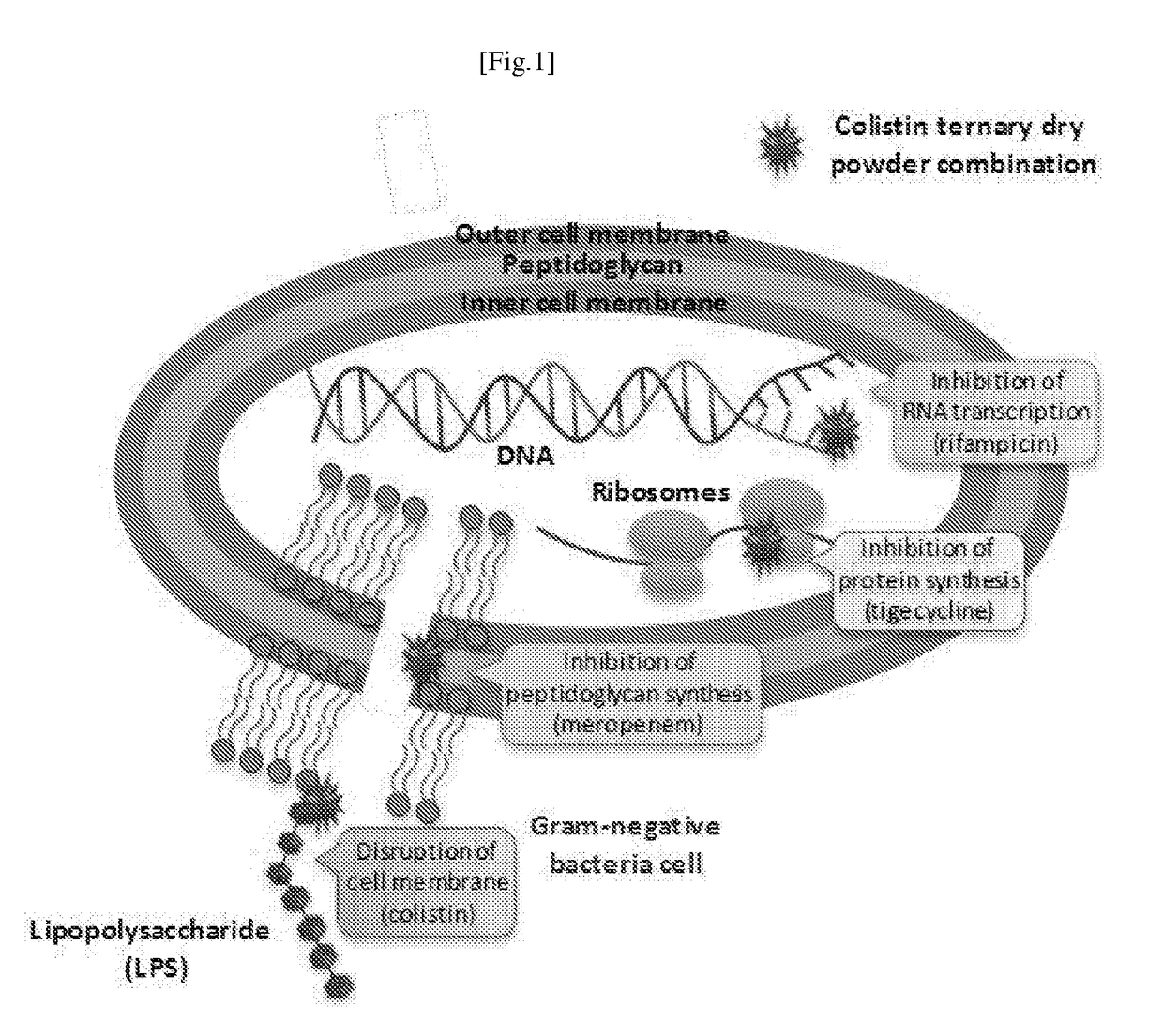 Antibiotic compositions for treating bacterial infections