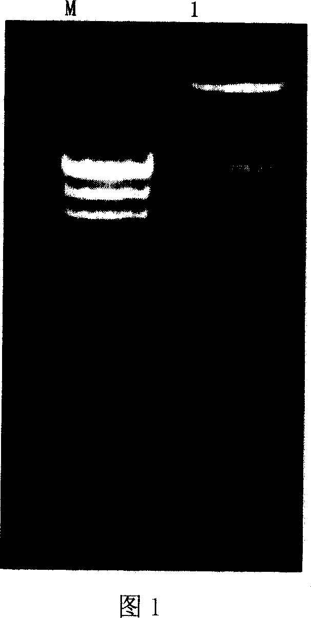 Hydrolyzed soy bean isoflavone glycosidase engineering strain, its construction method and its use