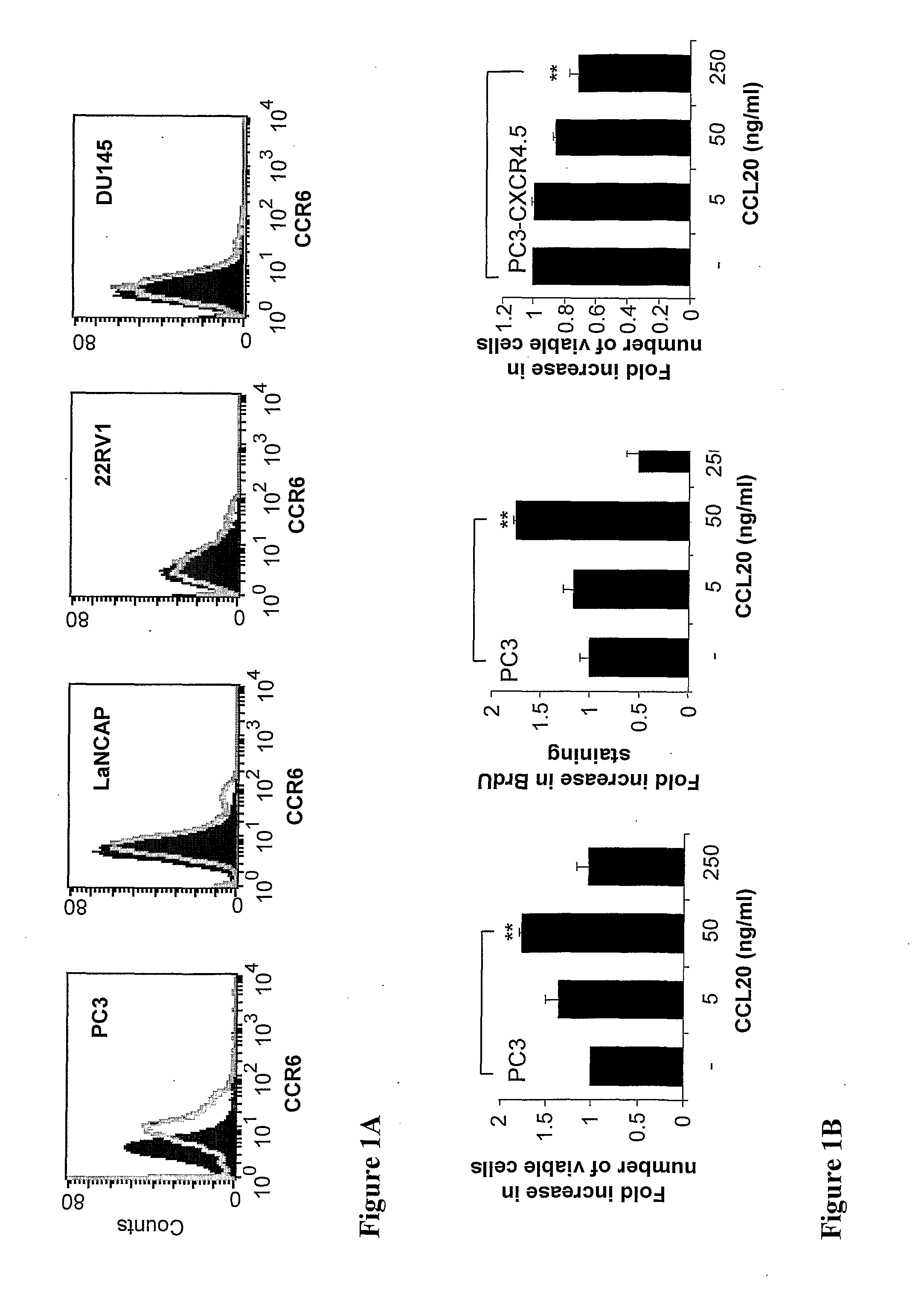 Ccl20-specific antibodies for cancer therapy