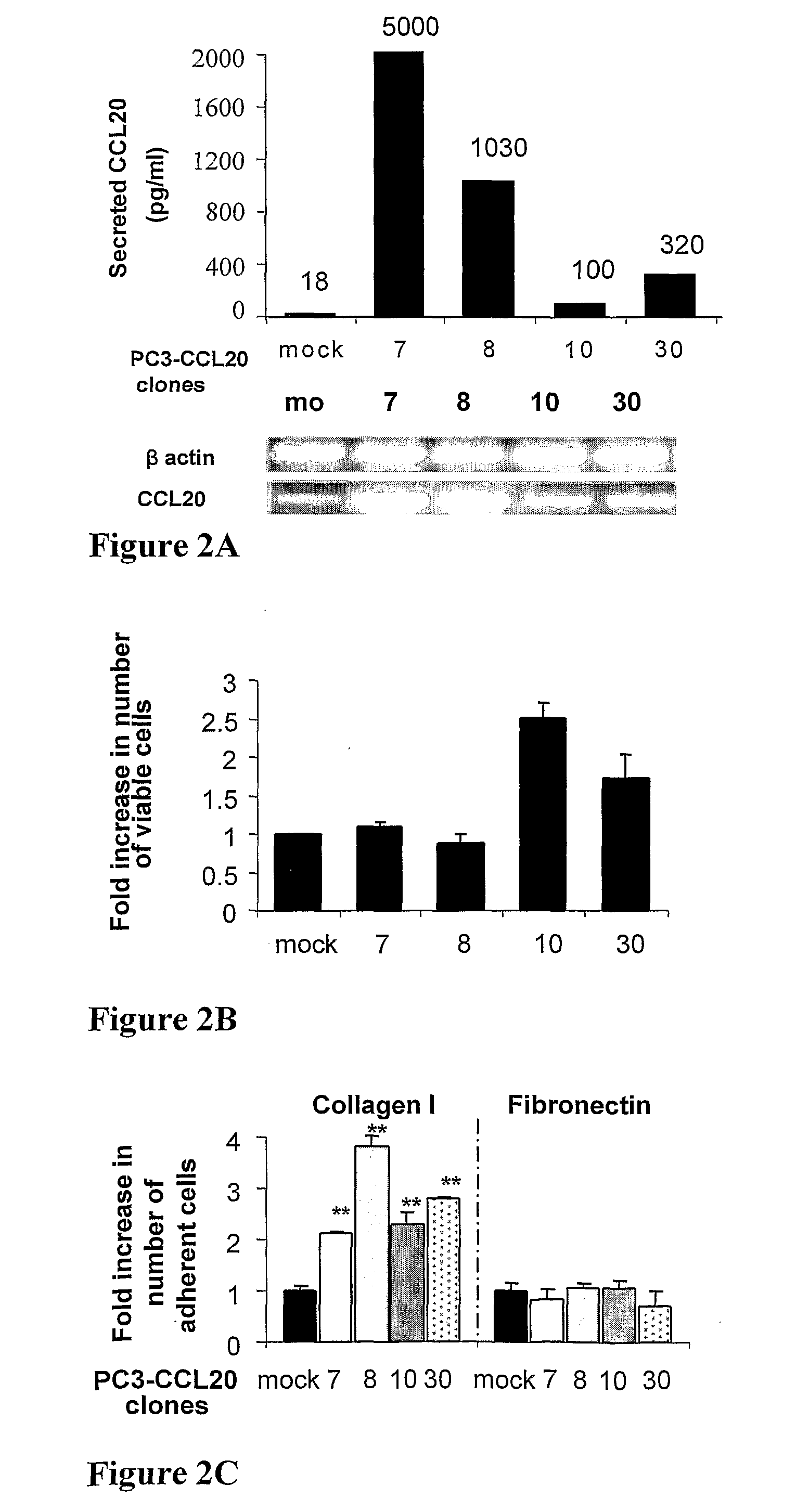 Ccl20-specific antibodies for cancer therapy