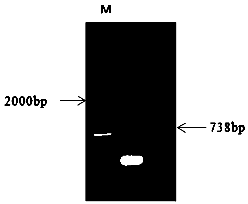 Pomacea canaliculata stress-tolerance-related gene trehalose-6-phosphate synthase (TPS), and coding protein and cloning method thereof