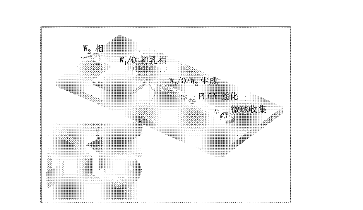 Method for preparing faveolate polymer microsphere on basis of micro-fluidic chip