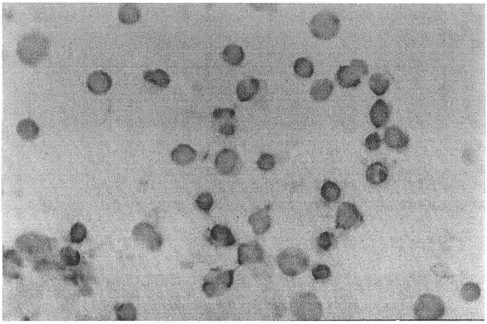 Authenticating method of cancer stem cell