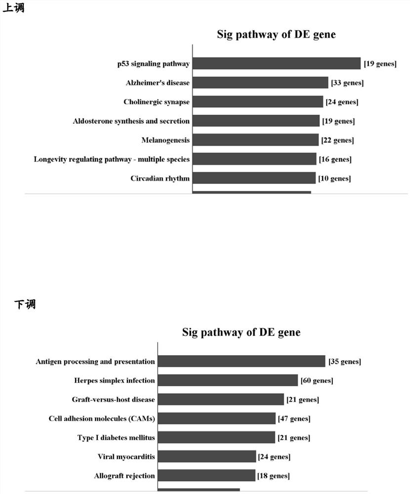 Application of siRNA of long non-coding RNA SMAD5-AS1 in the treatment of ovarian cancer