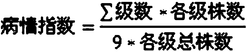 SNP molecular marker A045736268C/T for identification of Chinese cabbage turnip mosaic virus resistance and application thereof