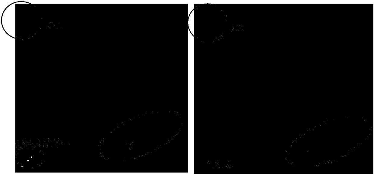 SNP molecular marker A045736268C/T for identification of Chinese cabbage turnip mosaic virus resistance and application thereof