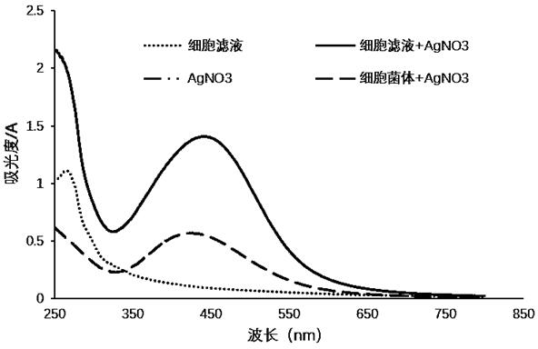 A kind of silver nano material and its biological preparation method and application