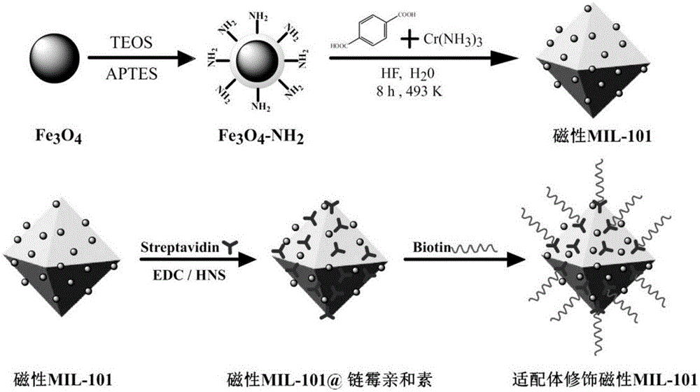 Preparation and application for magnetic metal organic framework medium modified by nucleic acid aptamer