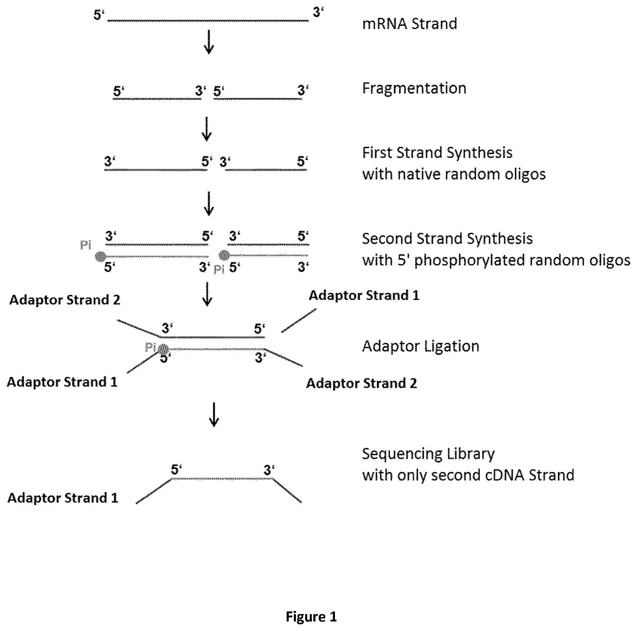 Method for generating a stranded RNA library