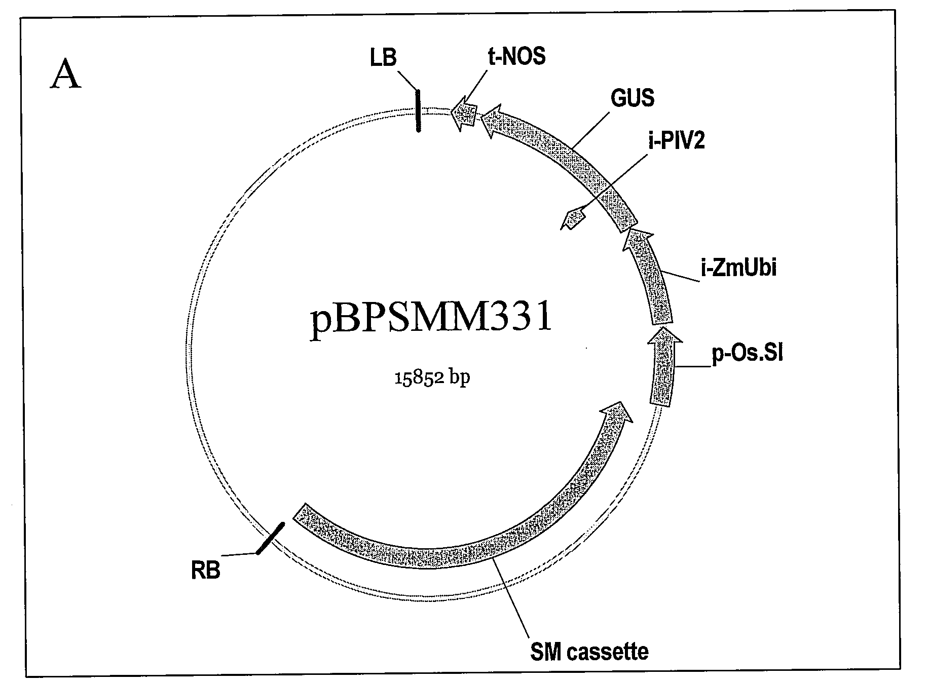 Expression Cassettes for Regulation of Expression in Monocotyledonous Plants