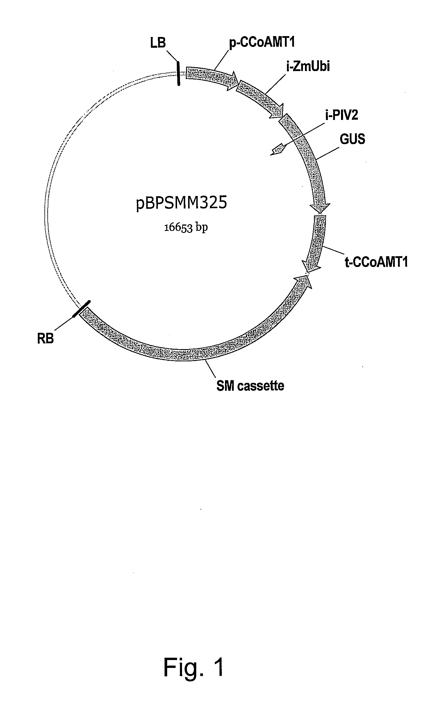 Expression Cassettes for Regulation of Expression in Monocotyledonous Plants