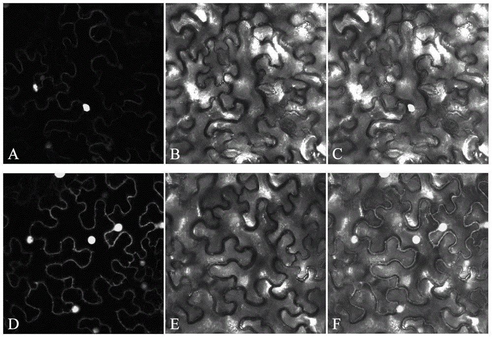 Promoter of cotton heat shock transcription factor GhHsf 39 genes and application of promoter