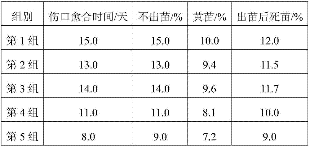 Walnut seedling grafting propagation method