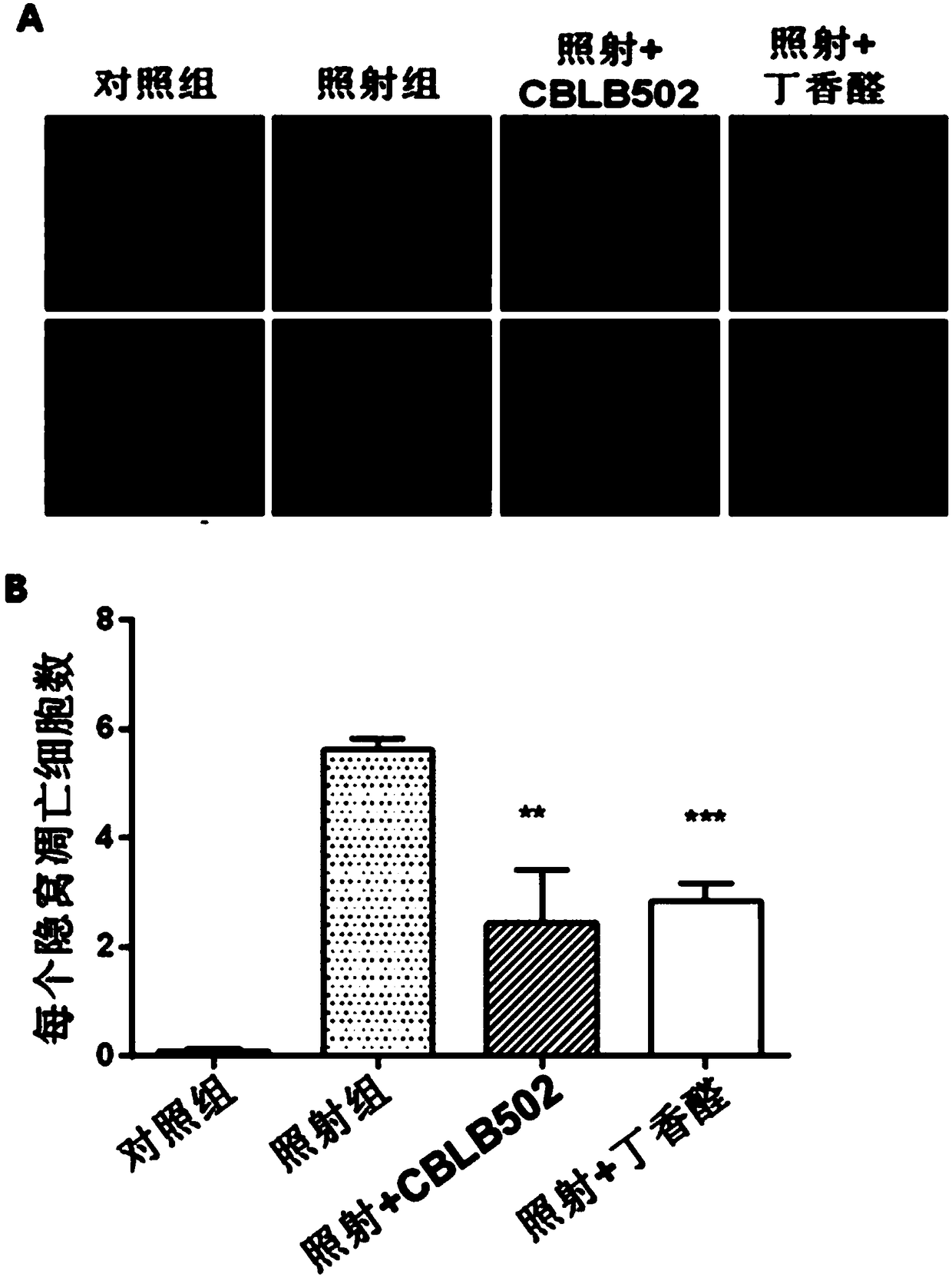 Application of syringaldehyde in the preparation of protective drugs for intestinal damage caused by ionizing radiation