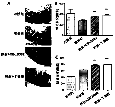 Application of syringaldehyde in the preparation of protective drugs for intestinal damage caused by ionizing radiation