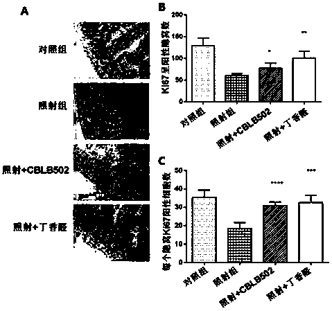 Application of syringaldehyde in the preparation of protective drugs for intestinal damage caused by ionizing radiation