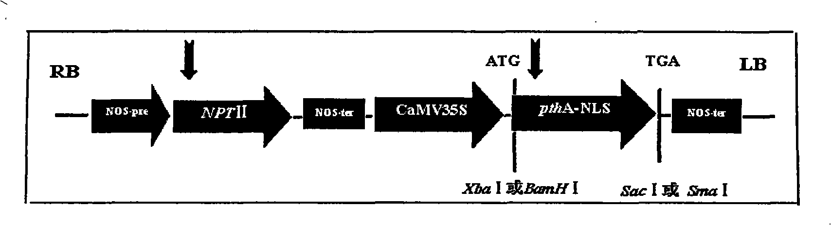 Orange canker resistant pthA-nls gene and its construction method and application