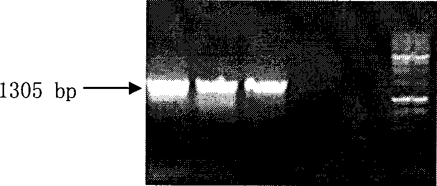 Drought-induced rice flower specific promoter and use thereof