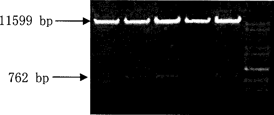 Drought-induced rice flower specific promoter and use thereof