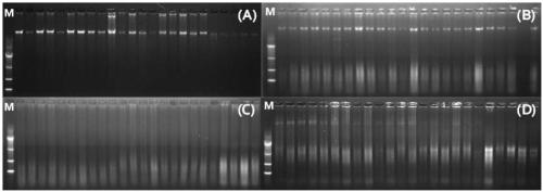 Extracting agent for extracting DNA from insect materials and application thereof