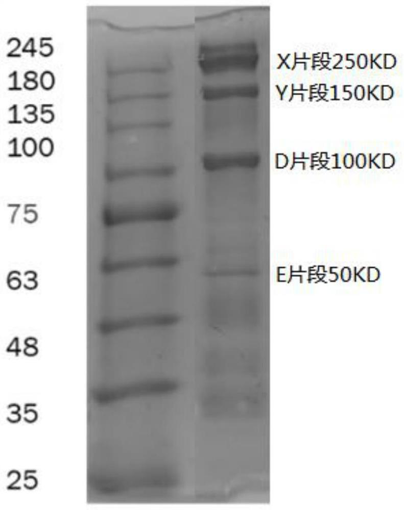 Preparation method of fibrinogen degradation fragment