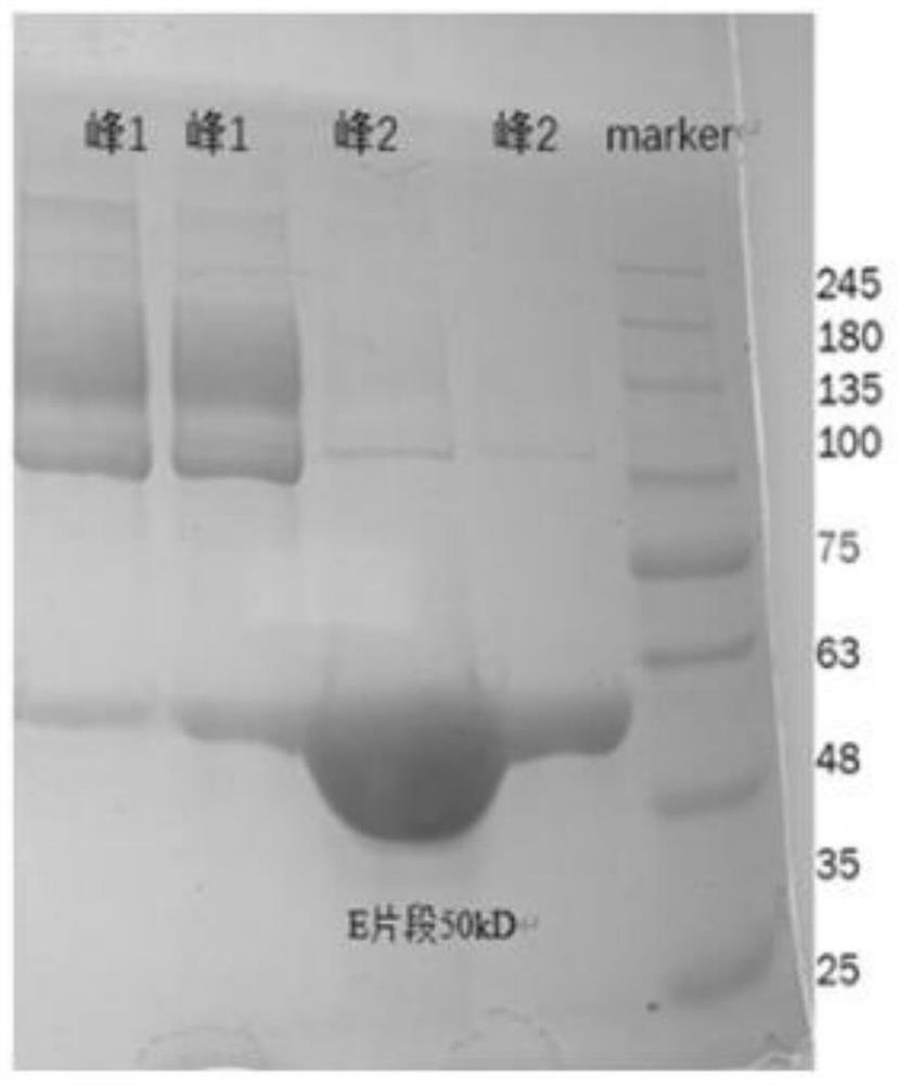 Preparation method of fibrinogen degradation fragment