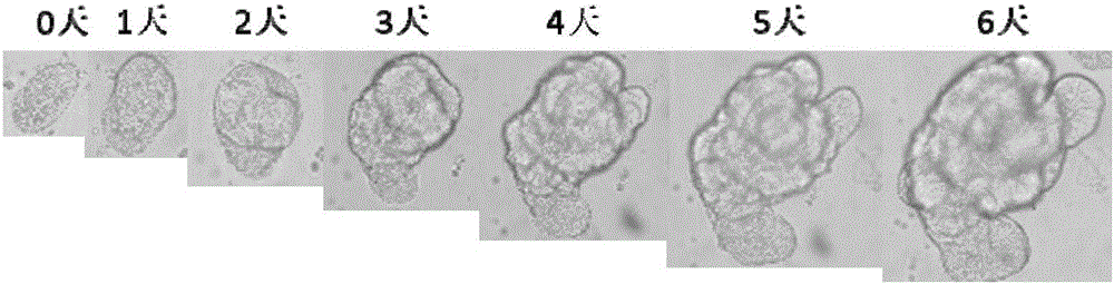 Method for building P-glycoprotein research models based on human small intestine 3D (three-dimensional) organoid and application of P-glycoprotein research models based on human small intestine 3D organoid