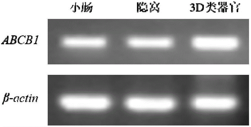 Method for building P-glycoprotein research models based on human small intestine 3D (three-dimensional) organoid and application of P-glycoprotein research models based on human small intestine 3D organoid