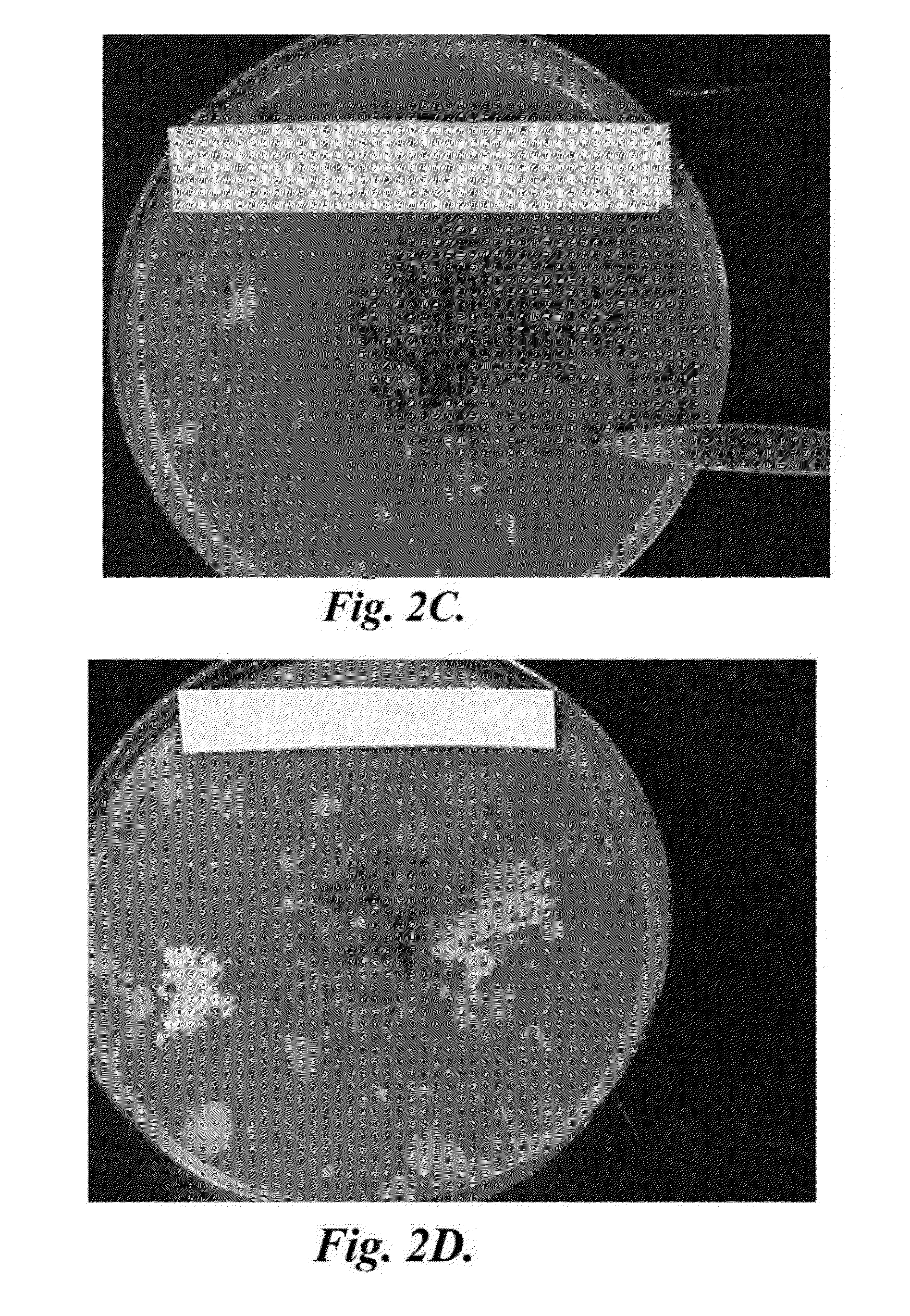 Antibacterial metallic nanofoam and related methods