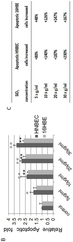 Culture medium for normal epithelial cell of human or mammal, culture methods, normal epithelial cell and application of normal epithelial cell