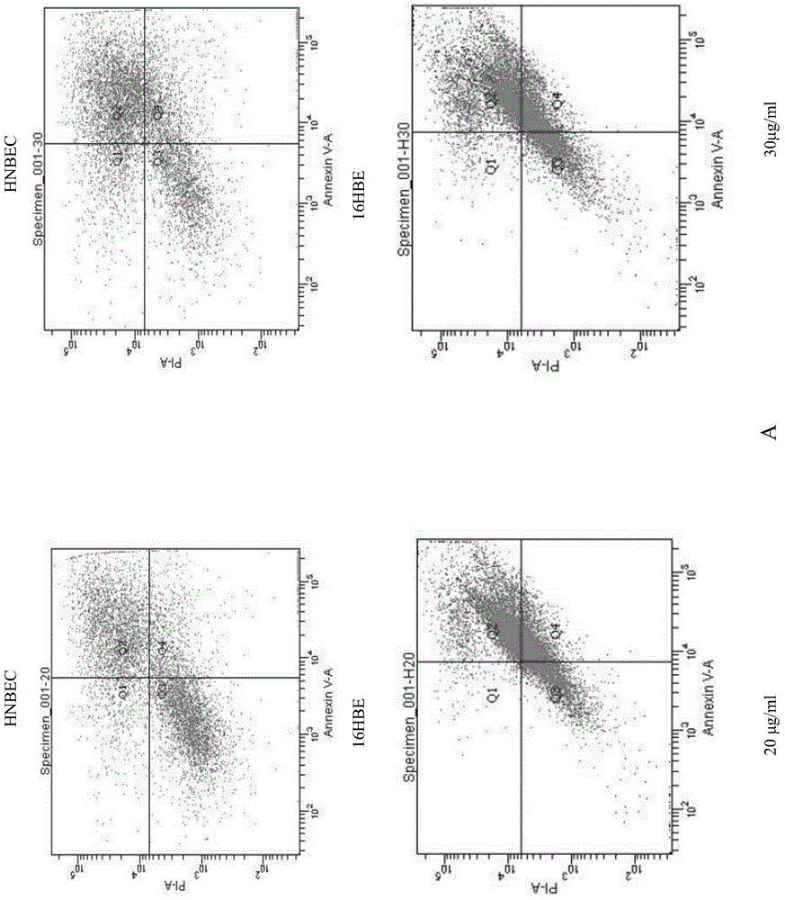 Culture medium for normal epithelial cell of human or mammal, culture methods, normal epithelial cell and application of normal epithelial cell