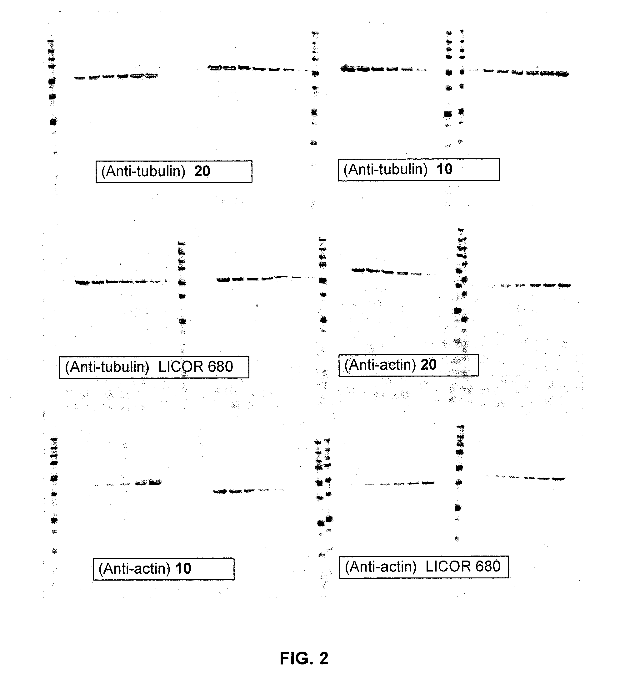 Cyanine dyes and their conjugates