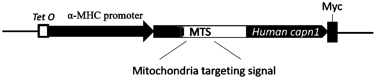 Construction method and application of inducible transgenic mouse cardiomyopathy animal model