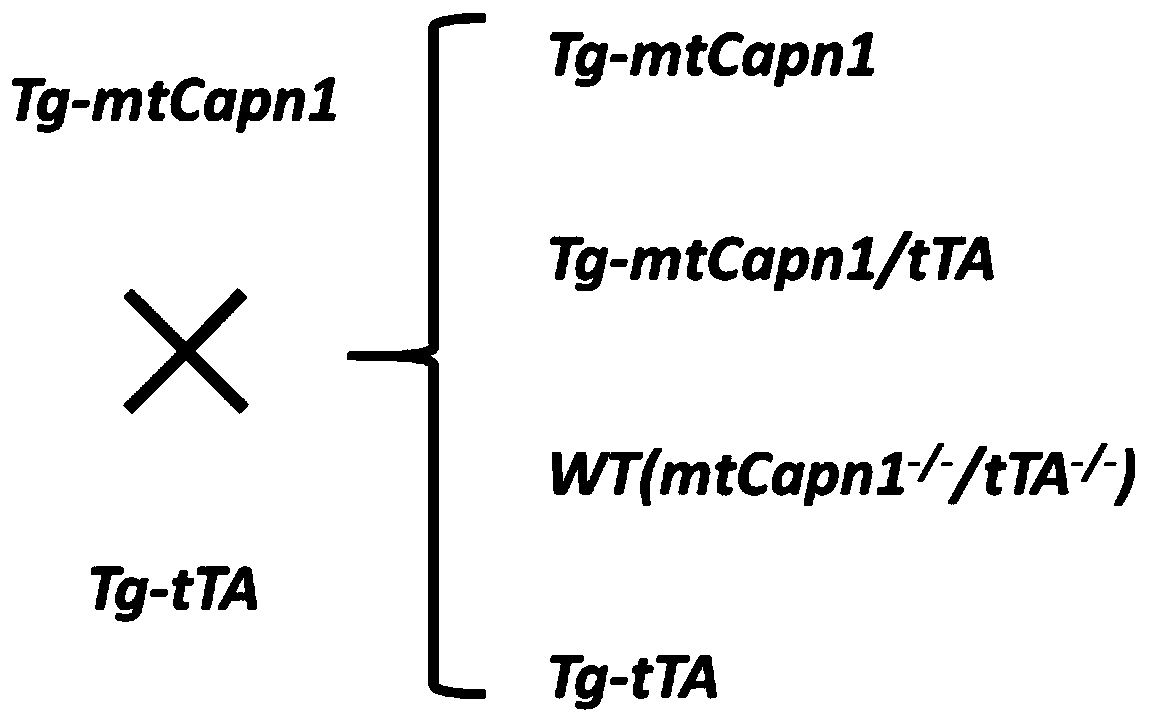 Construction method and application of inducible transgenic mouse cardiomyopathy animal model