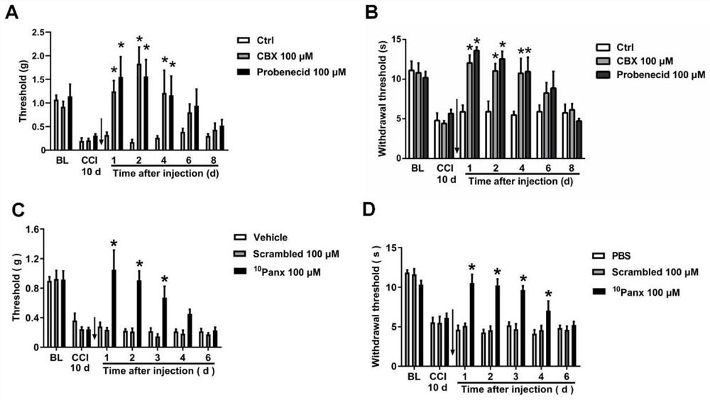 Effect of Panx1 protein in preparation of medicine for preventing and treating neuropathic pain