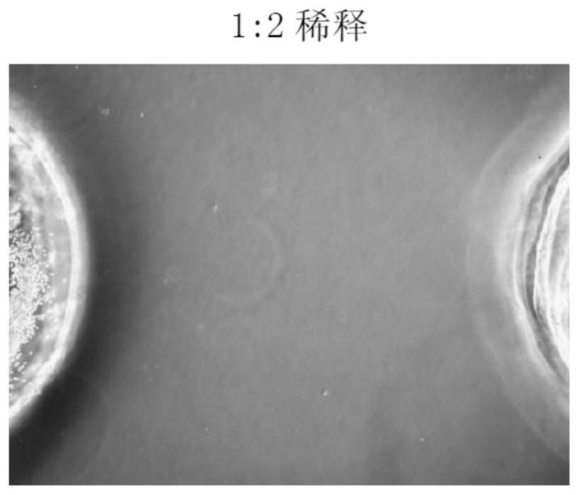 Application of Nocardia rubra cell wall skeleton as neutrophil modulator