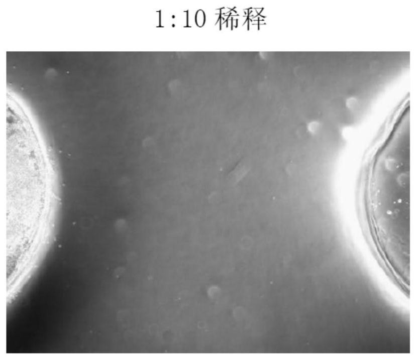 Application of Nocardia rubra cell wall skeleton as neutrophil modulator