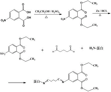 Synthetic method and application of universal hapten and antigen for phthalate plasticizer