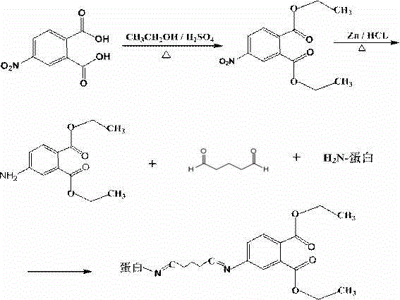 Synthetic method and application of universal hapten and antigen for phthalate plasticizer