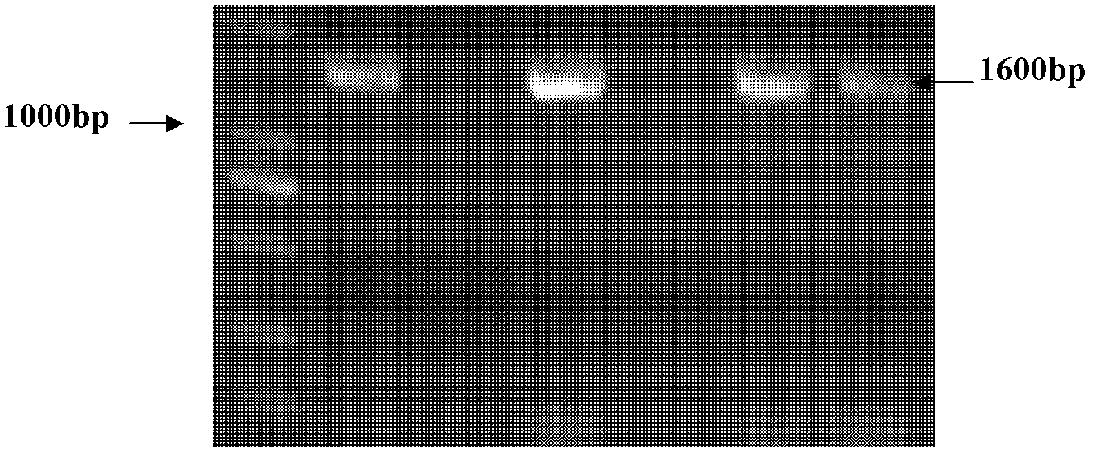 Method for com-culturing and improving hydrogen output by utilizing bacteria and chlamydomonas reinhardtii